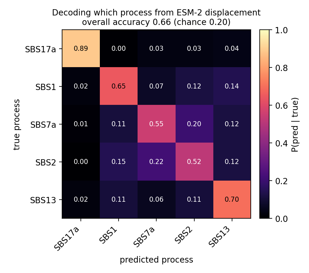 Confusion matrix for a probe decoding which of five mutational processes produced an ESM-2 displacement, showing 66 percent five-way accuracy with off-diagonal confusions following substitution composition.