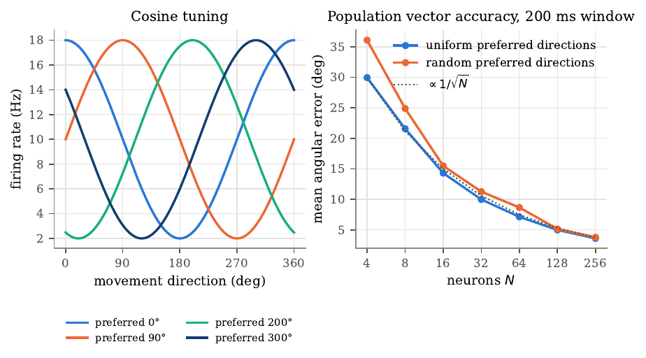Cosine tuning curves and the fall of population-vector error with the number of neurons