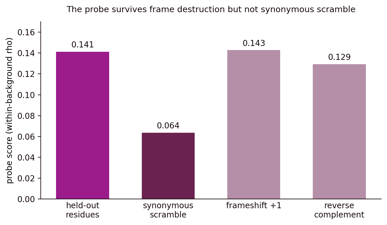 A probe scoring 0.141 on held-out residues, 0.143 frameshifted, and 0.129 on the reverse complement